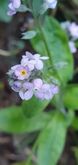 Myosotis sylvatica sylvatica