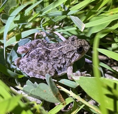 Minervarya syhadrensis