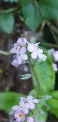 Myosotis sylvatica sylvatica