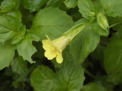 Erythranthe nepalensis