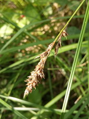 Carex diandra