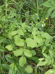 Ostericum palustre