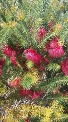 Melaleuca torulosa