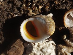 Nerita erythrostoma