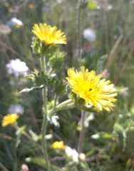 Helminthotheca echioides