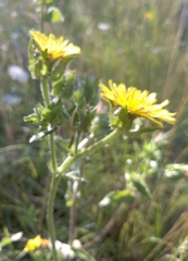Helminthotheca echioides