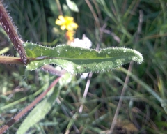 Helminthotheca echioides