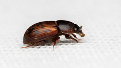 Limarus maculatus