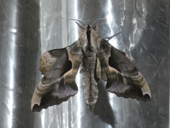 Phyllosphingia dissimilis