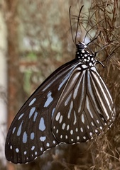 Ideopsis