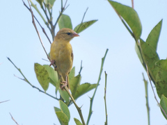 Ploceus velatus