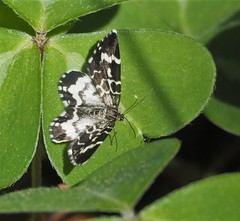 Trichodezia californiata
