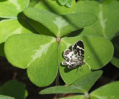 Trichodezia californiata