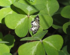 Trichodezia californiata