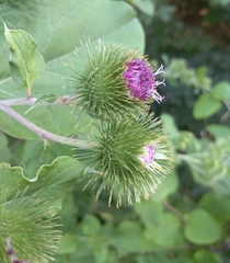 Arctium lappa