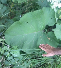 Arctium lappa
