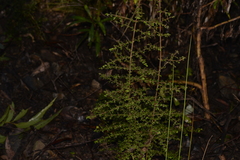 Coprosma quadrifida