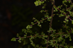 Coprosma quadrifida