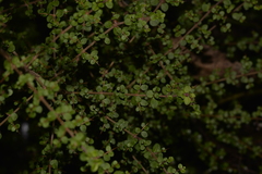 Coprosma quadrifida