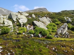 Athyrium distentifolium