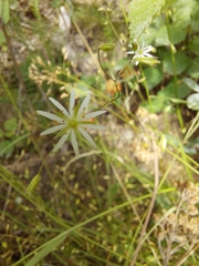 Stellaria graminea