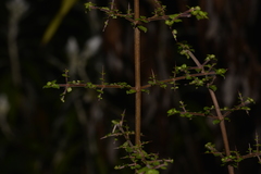 Coprosma quadrifida