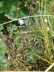 Stellaria graminea