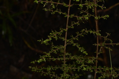 Coprosma quadrifida