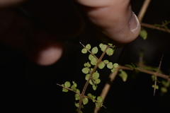 Coprosma quadrifida