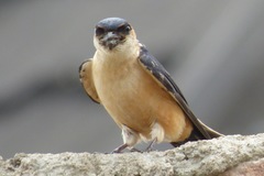 Cecropis senegalensis