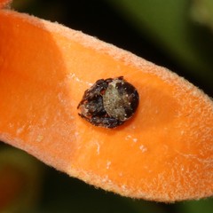Araneus rotundulus