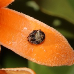Araneus rotundulus