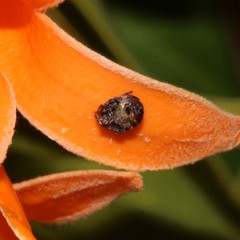 Araneus rotundulus