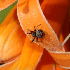 Araneus rotundulus