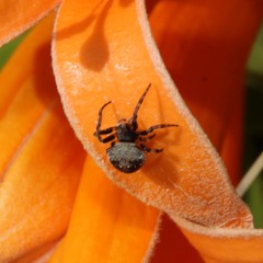 Araneus rotundulus