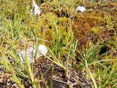 Carex magellanica
