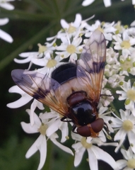 Volucella pellucens