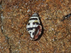 Engina zonalis