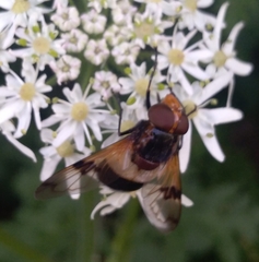 Volucella pellucens