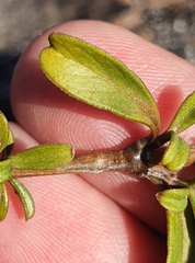 Coprosma crenulata