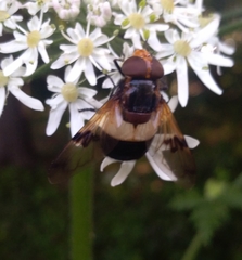 Volucella pellucens