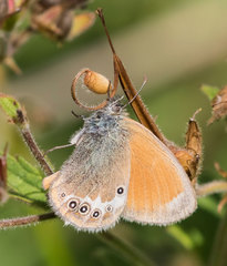 Coenonympha gardetta darwiniana