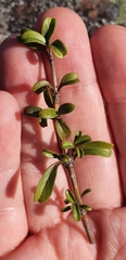 Coprosma crenulata