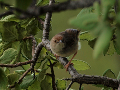 Cisticola fulvicapilla