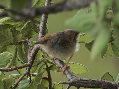 Cisticola fulvicapilla