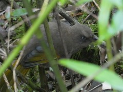 Trochalopteron elliotii