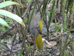 Trochalopteron elliotii