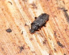 Ulodidae