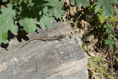 Podarcis guadarramae