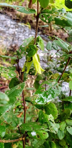 Correa eburnea